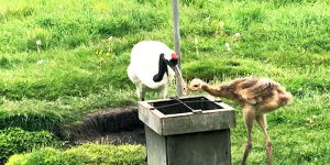 北海道　タンチョウ