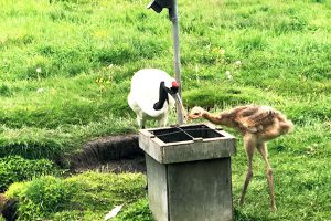 北海道　タンチョウ