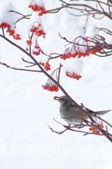 2019.11.20 札幌市内02