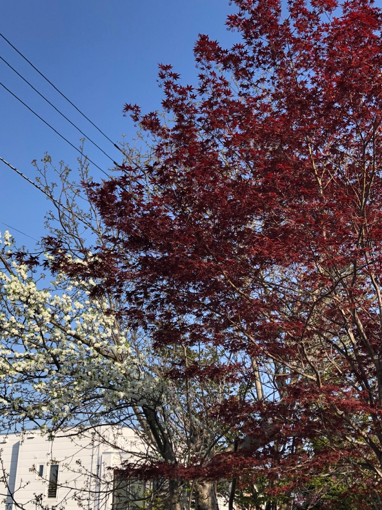 北海道ならでは 春紅葉 札幌 スペースワン 北海道ならでは 春紅葉 札幌 スペースワン